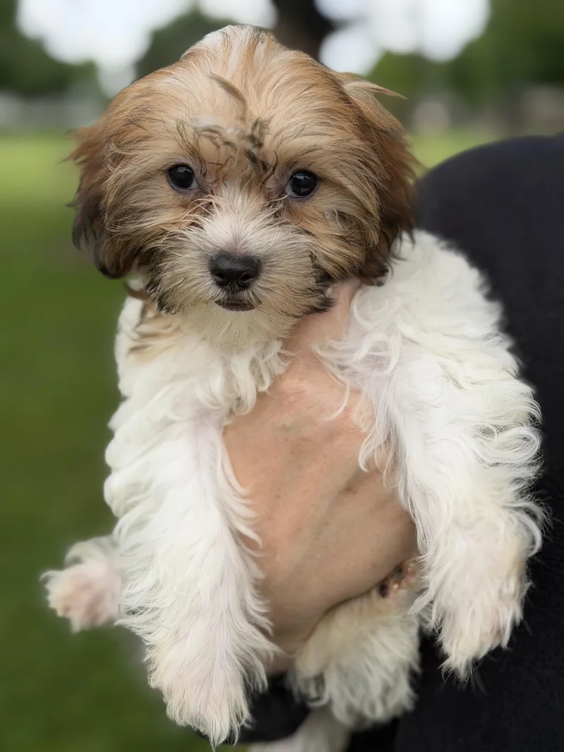 A baby small-sized female Shih Tzu dog named Flower for adoption in Yuba City, CA