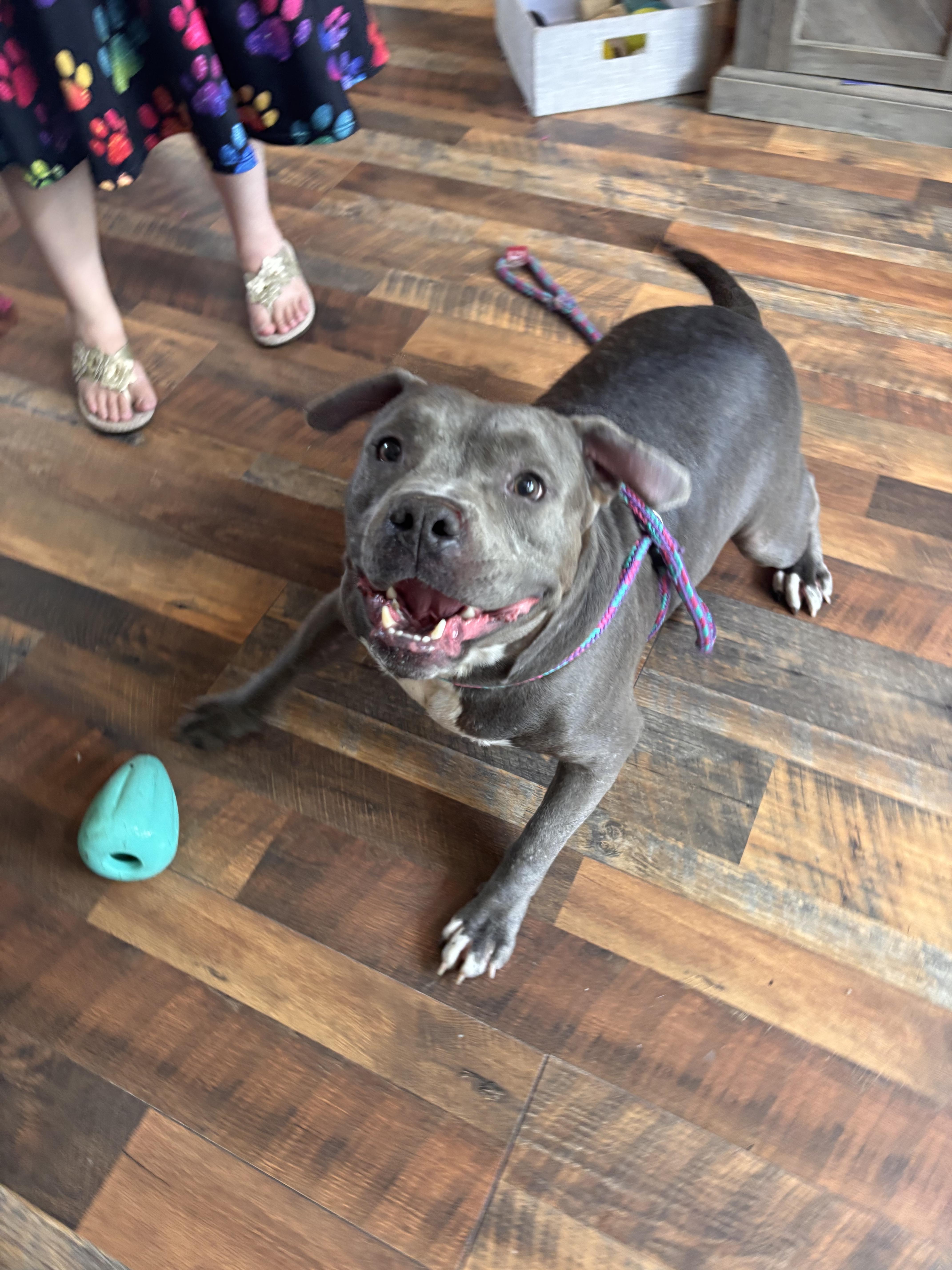 An adult large-sized male Mixed Breed dog named Mr. Wigglebean for adoption in Leesville, SC