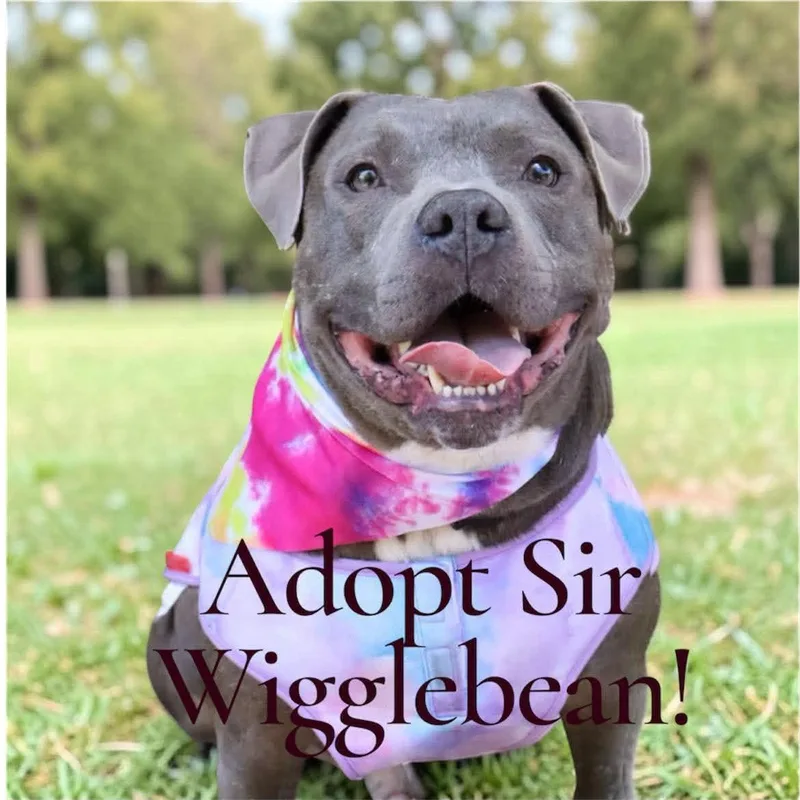 Mr. Wigglebean thumbnail 3