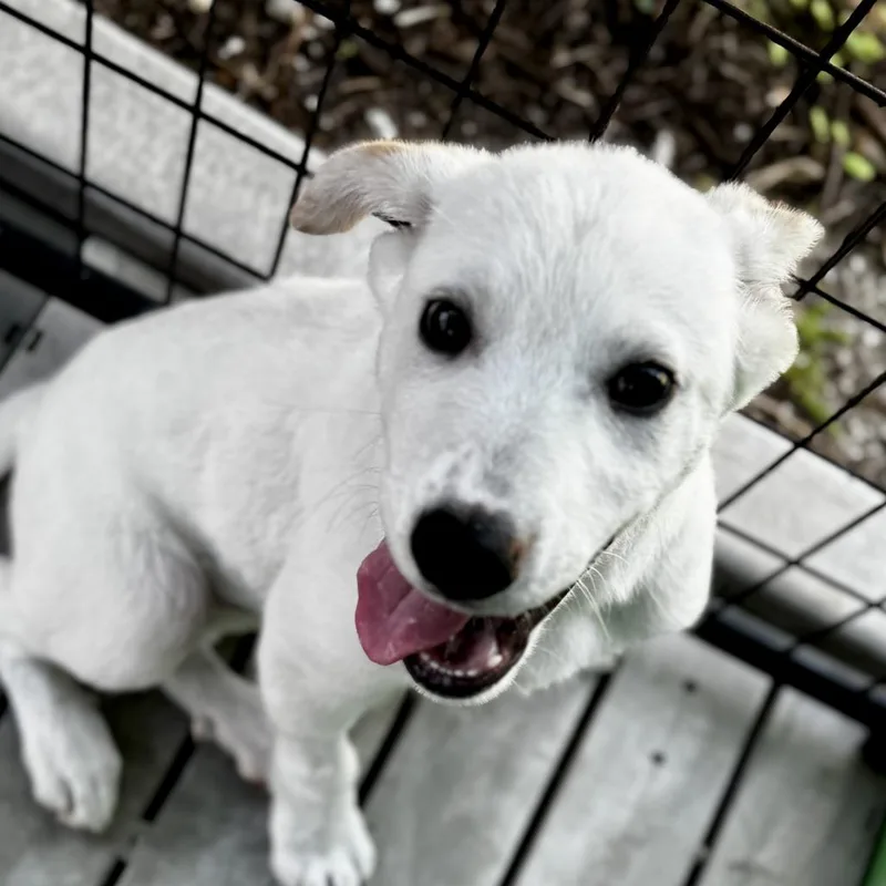 A baby large-sized male White / Cream Mixed Breed dog named Whitey for adoption in Bradenton, FL