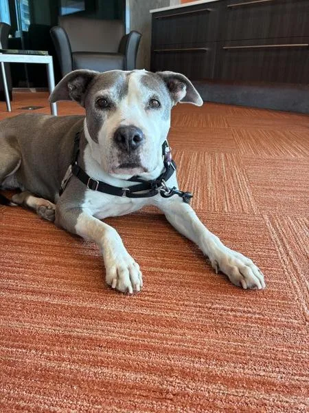 A senior large-sized female Pit Bull Terrier dog named Ivy for adoption in San Diego, CA