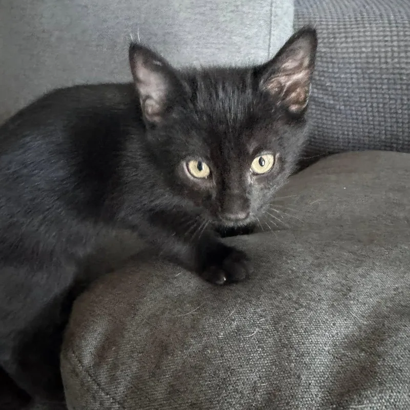 Wednesday thumbnail 2