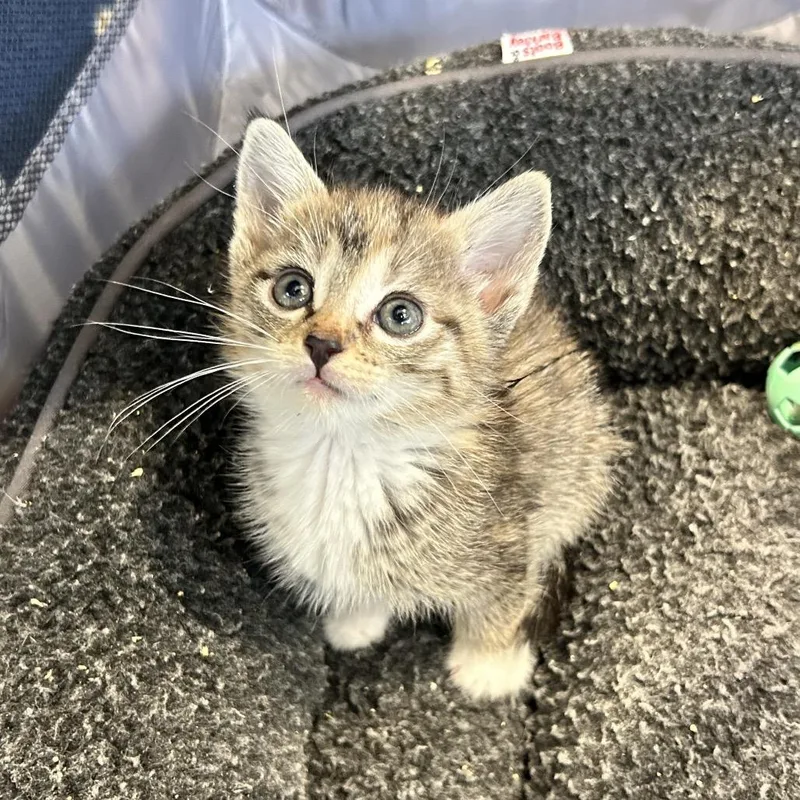 A baby small-sized female Torbie Domestic Short Hair cat named Penny for adoption in Abilene, TX