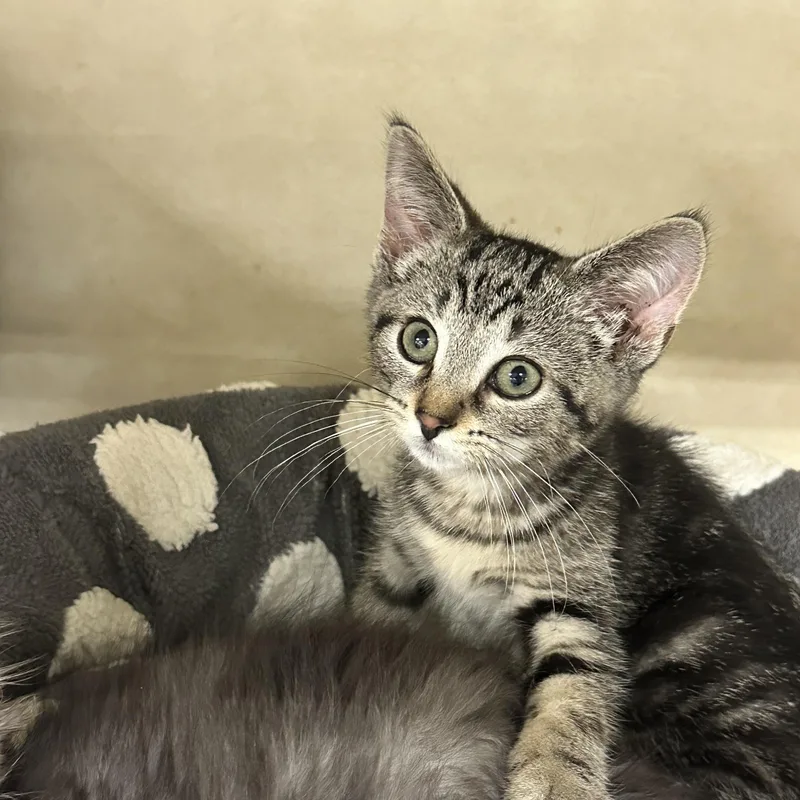 A baby medium-sized male Tabby (Brown / Chocolate) Domestic Short Hair cat named Raja for adoption in East Lansing, MI