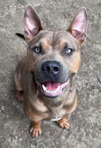 An adult medium-sized male Mixed Breed dog named Lincoln for adoption in Savannah, GA