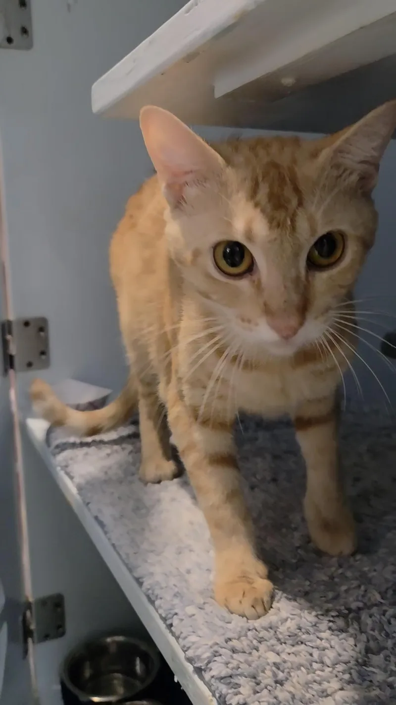 A young medium-sized male Tabby (Orange / Red) Domestic Short Hair cat named California Roll for adoption in Charleston, SC