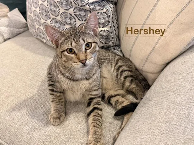 A baby small-sized female Tabby cat named Hershey for adoption in North Billerica, MA