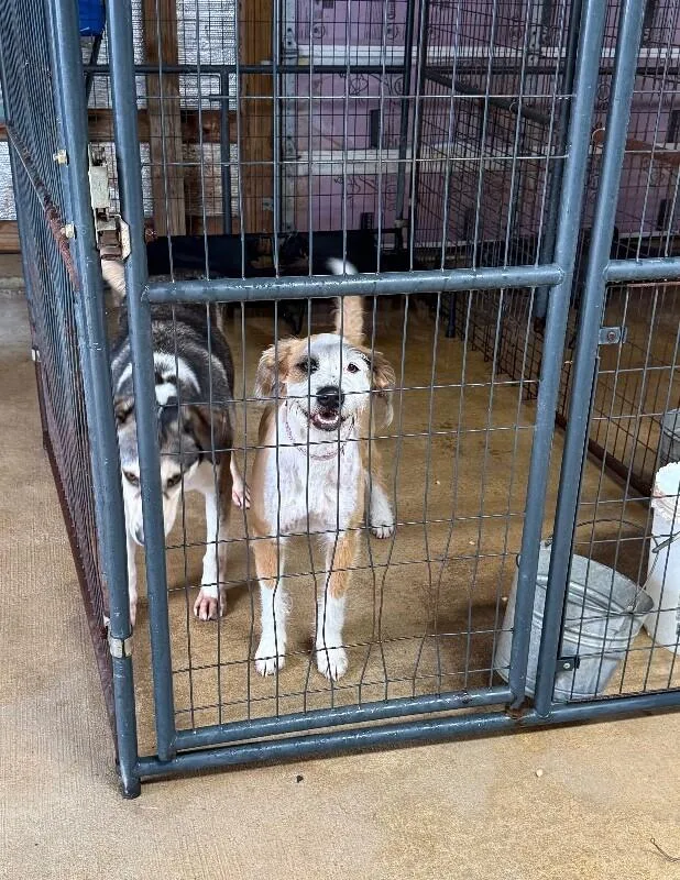 An adult medium-sized female Poodle dog named Dorito for adoption in Alamo, TN