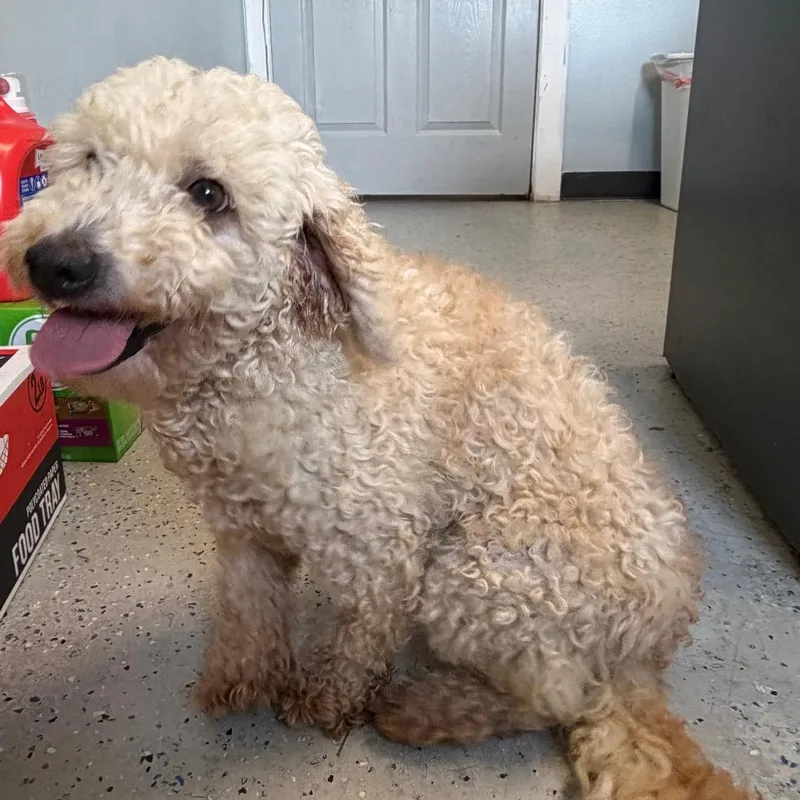 An adult small-sized female White / Cream Poodle dog named Snickers for adoption in Blair, WI