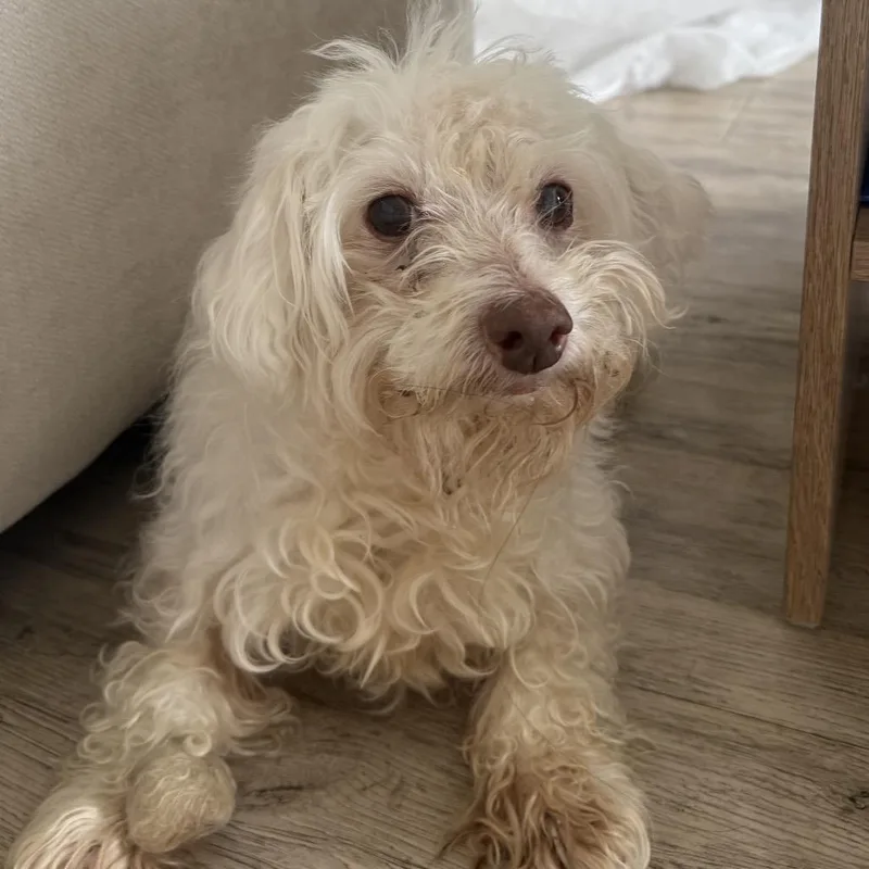 A senior small-sized male Miniature Poodle dog named Merchant for adoption in San Francisco, CA