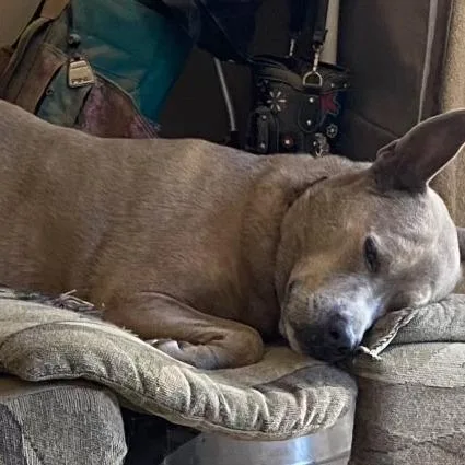 An adult medium-sized female Brindle Pit Bull Terrier dog named Diamond for adoption in Yuma, AZ