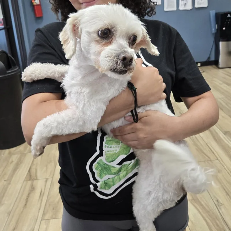 An adult small-sized male White / Cream Maltese dog named Lukah for adoption in Newark, NJ