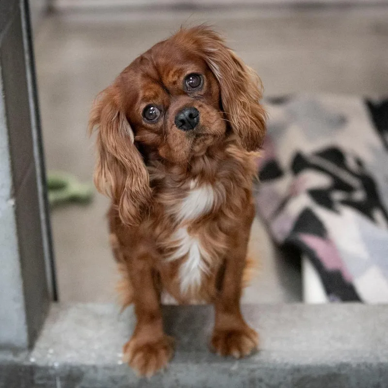 An adult small-sized male Red / Chestnut / Orange Cavalier King Charles Spaniel dog named Charlie for adoption in Peyton, CO