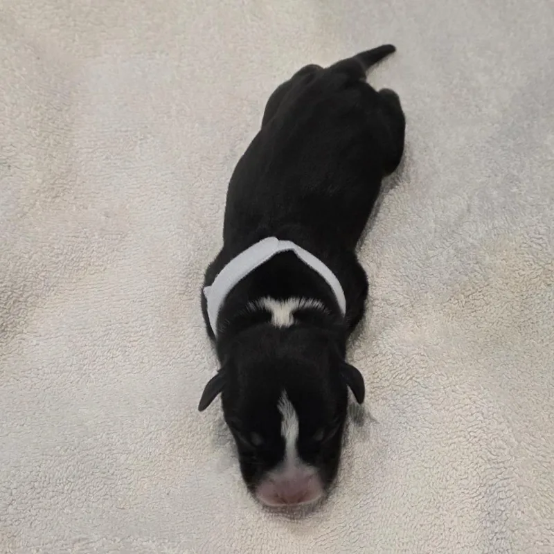 A baby small-sized male Black Australian Kelpie dog named Connor for adoption in Chandler, AZ