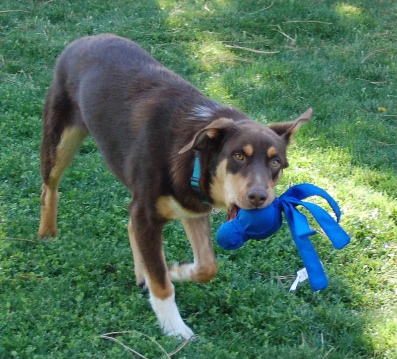 A baby medium-sized male Yellow / Tan / Blond / Fawn Australian Shepherd dog named Tank for adoption in Bend, OR