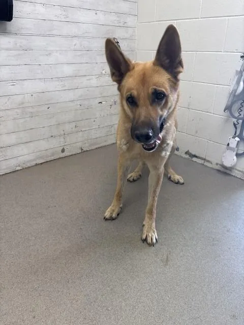 An adult large-sized male German Shepherd Dog dog named Thor for adoption in San Bernardino, CA