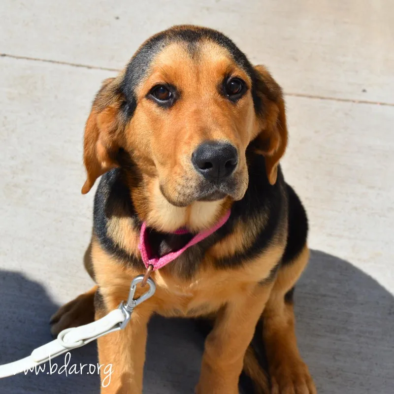 A baby large-sized female Black Bloodhound dog named Kip for adoption in Cheyenne, WY
