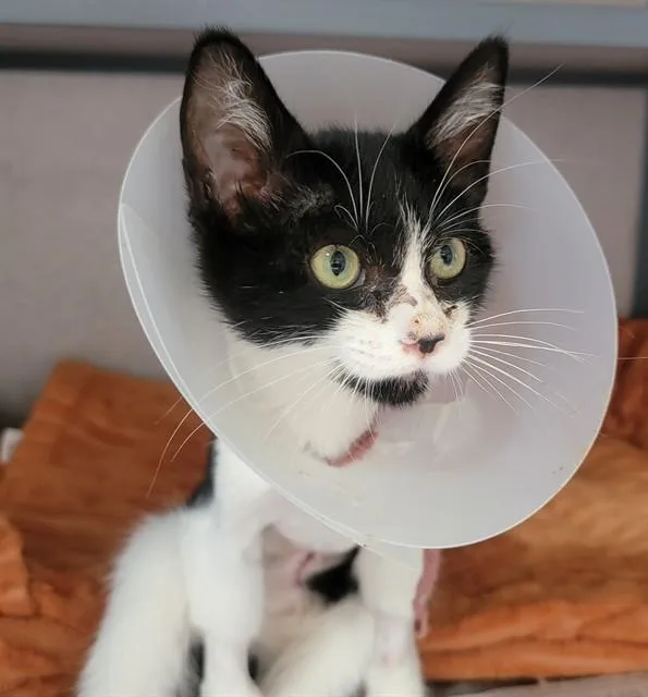 A baby medium-sized male Domestic Short Hair cat named Dusik for adoption in Downey, CA