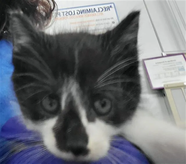 A young medium-sized male Domestic Short Hair cat named Erica for adoption in Dallas, TX
