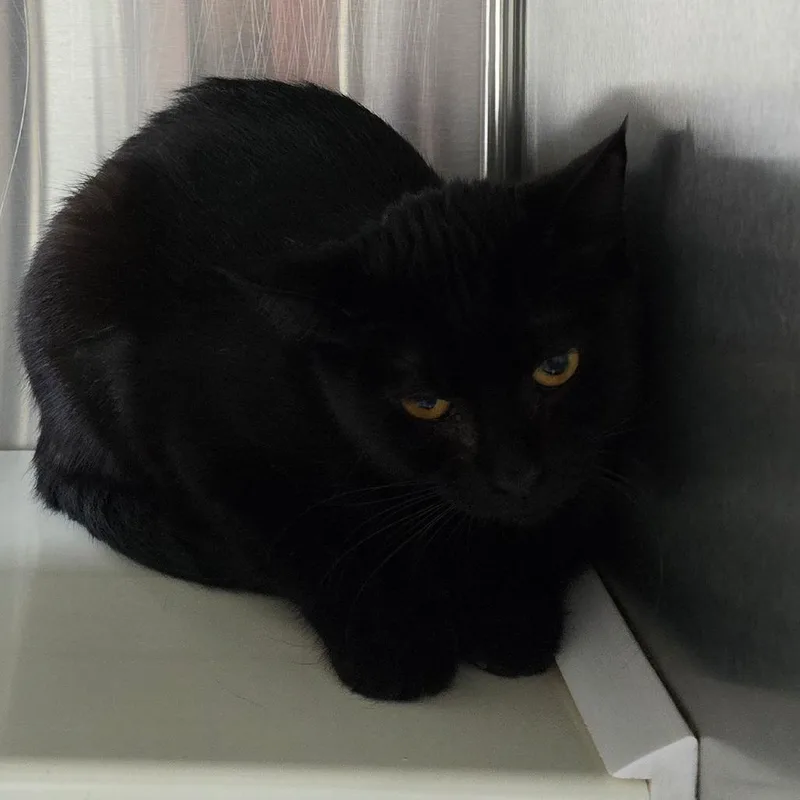 An adult medium-sized female Black Domestic Short Hair cat named Jaques Dallas for adoption in Denver, CO