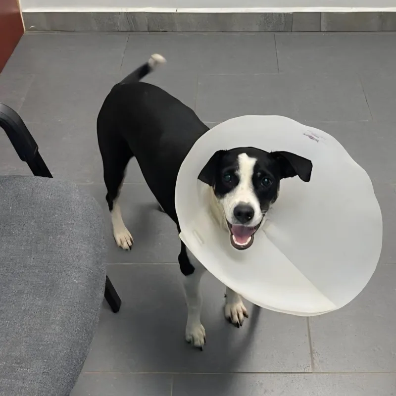 A young medium-sized female Mixed Breed dog named Vela Marie for adoption in Rincon, PR
