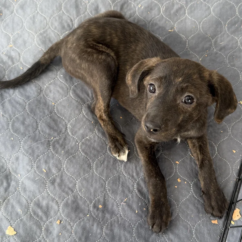 A baby medium-sized female Australian Cattle Dog / Blue Heeler dog named Kiwi for adoption in San Diego, CA