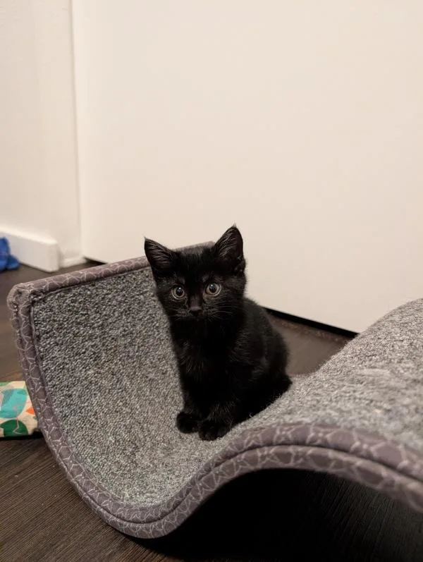 A baby small-sized female Domestic Short Hair cat named Cotton Candy for adoption in Sherwood, OR