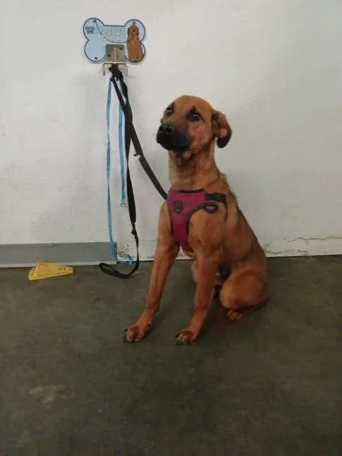 A young medium-sized male German Shepherd Dog dog named Bret for adoption in Los Angeles, CA