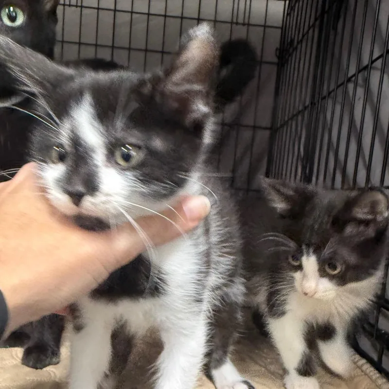 A baby small-sized male Black Domestic Short Hair cat named Emerald for adoption in Normal, IL