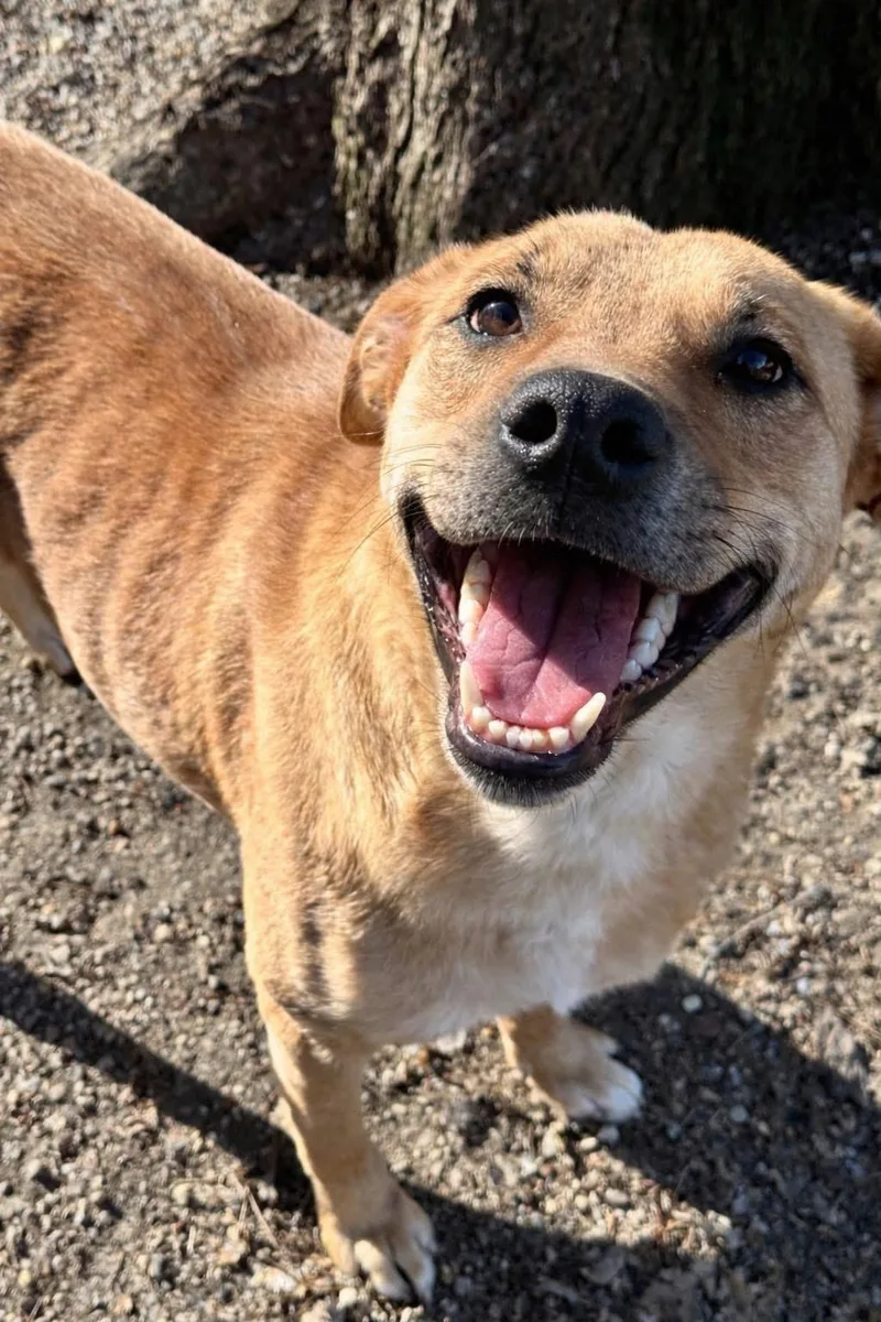 A young large-sized female Yellow / Tan / Blond / Fawn German Shepherd Dog dog named Bri for adoption in Sugar Grove, IL