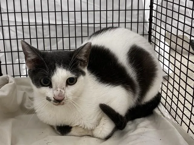 A young large-sized male Domestic Short Hair cat named Koala for adoption in Fort Lauderdale, FL