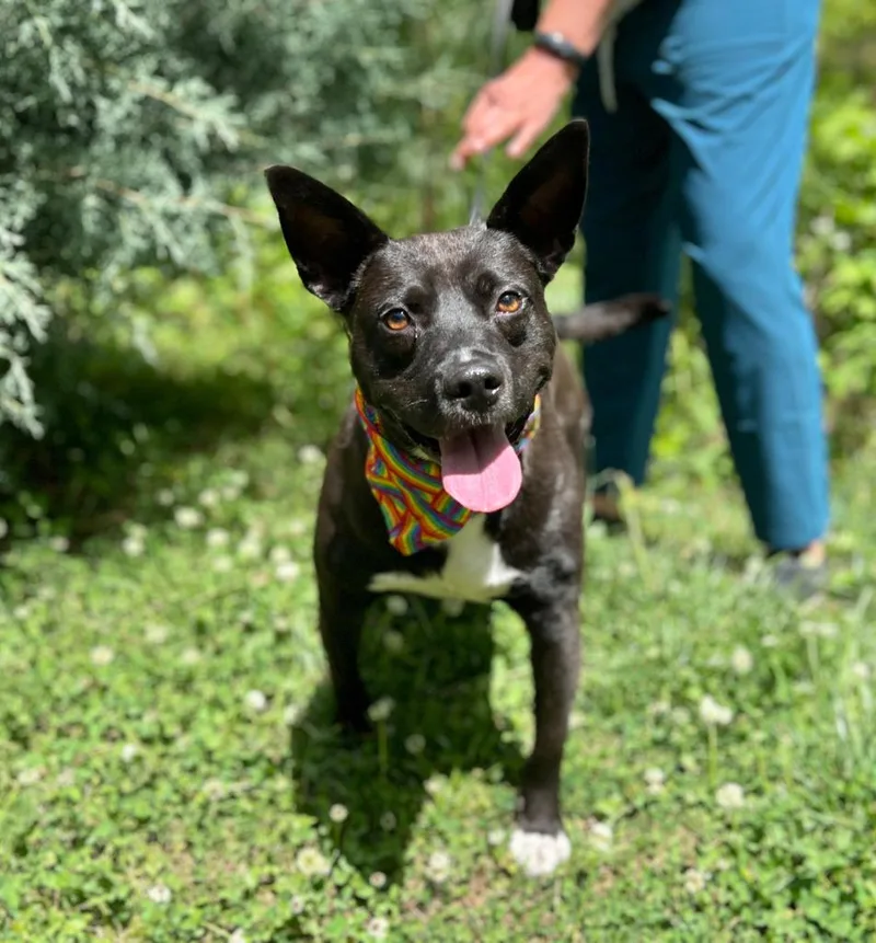 An adult medium-sized male Mixed Breed dog named Brady for adoption in Ellijay, GA