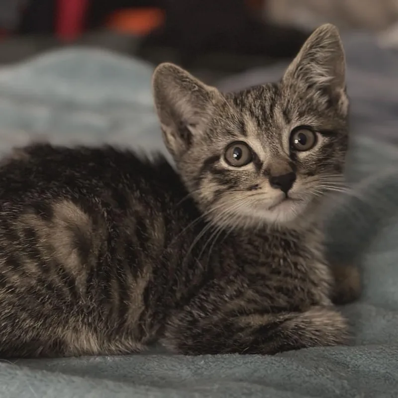 A baby small-sized male Brown / Chocolate Domestic Short Hair cat named Slim Shady for adoption in Lutz, FL