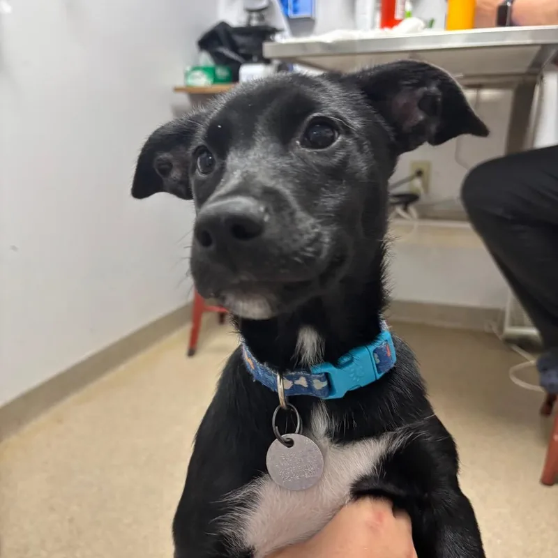 A baby small-sized female Black Mixed Breed dog named Paisley for adoption in Brookfield, WI