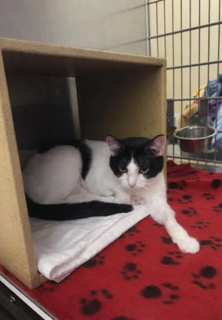 Cooli Il thumbnail 2