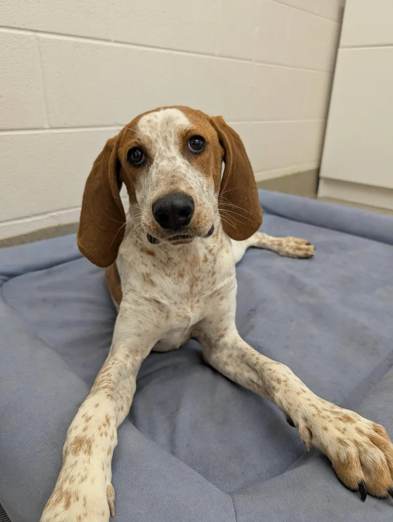 A young medium-sized female Red / Chestnut / Orange English Coonhound dog named Netty for adoption in Mount Vernon, OH