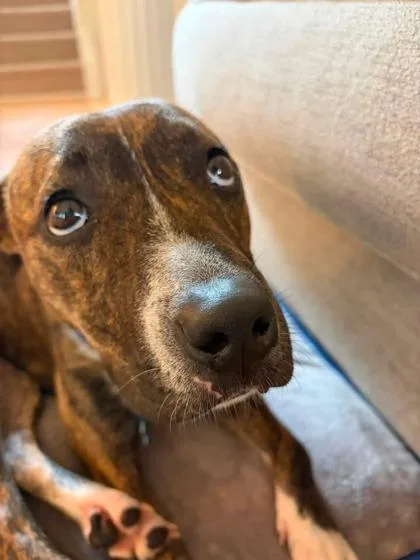 A young medium-sized female Mixed Breed dog named Catalina for adoption in Chamblee, GA