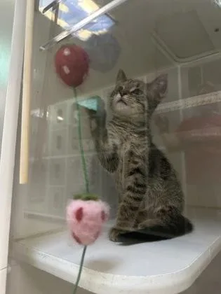 A baby small-sized male Domestic Short Hair cat named Thantos for adoption in Traverse City, MI