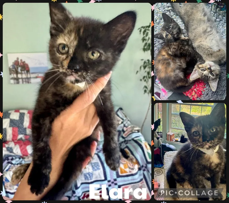 A baby small-sized female Tortoiseshell Domestic Short Hair cat named Elara for adoption in Newberg, OR