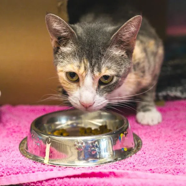 A young medium-sized female Domestic Short Hair cat named Little Moon for adoption in Des Moines, IA