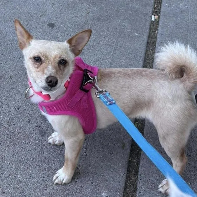 Penny Fka Tutu thumbnail 2