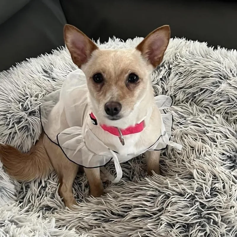 Penny Fka Tutu thumbnail 3