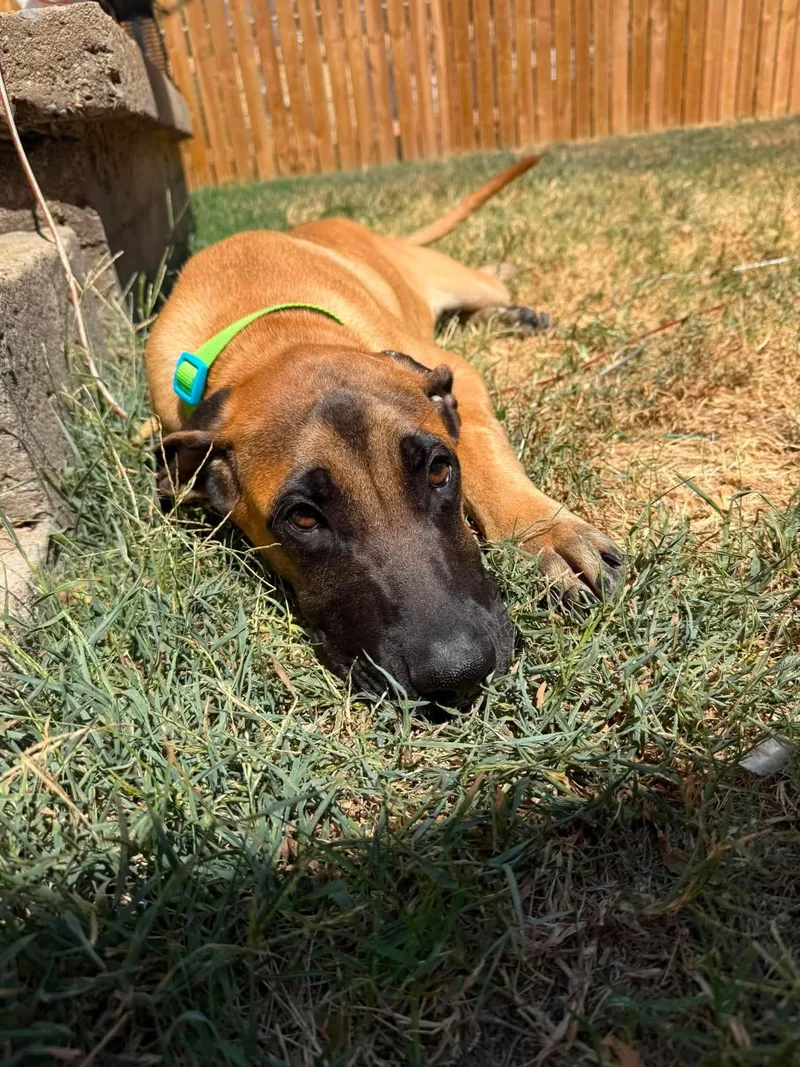 A young extra large-sized male Great Dane dog named Emmitt for adoption in Milwaukee, WI