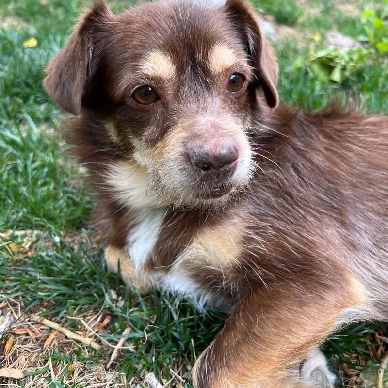 An adult small-sized male Brown / Chocolate Yorkshire Terrier dog named Scooter for adoption in Mead, CO
