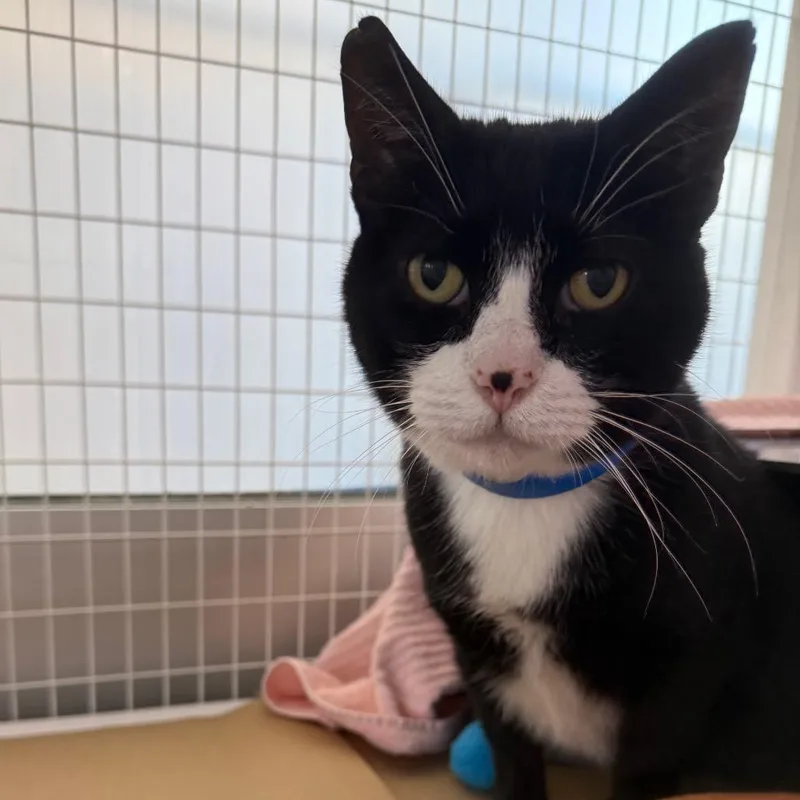 An adult large-sized male Black Domestic Short Hair cat named Sylvester James for adoption in Chicago, IL