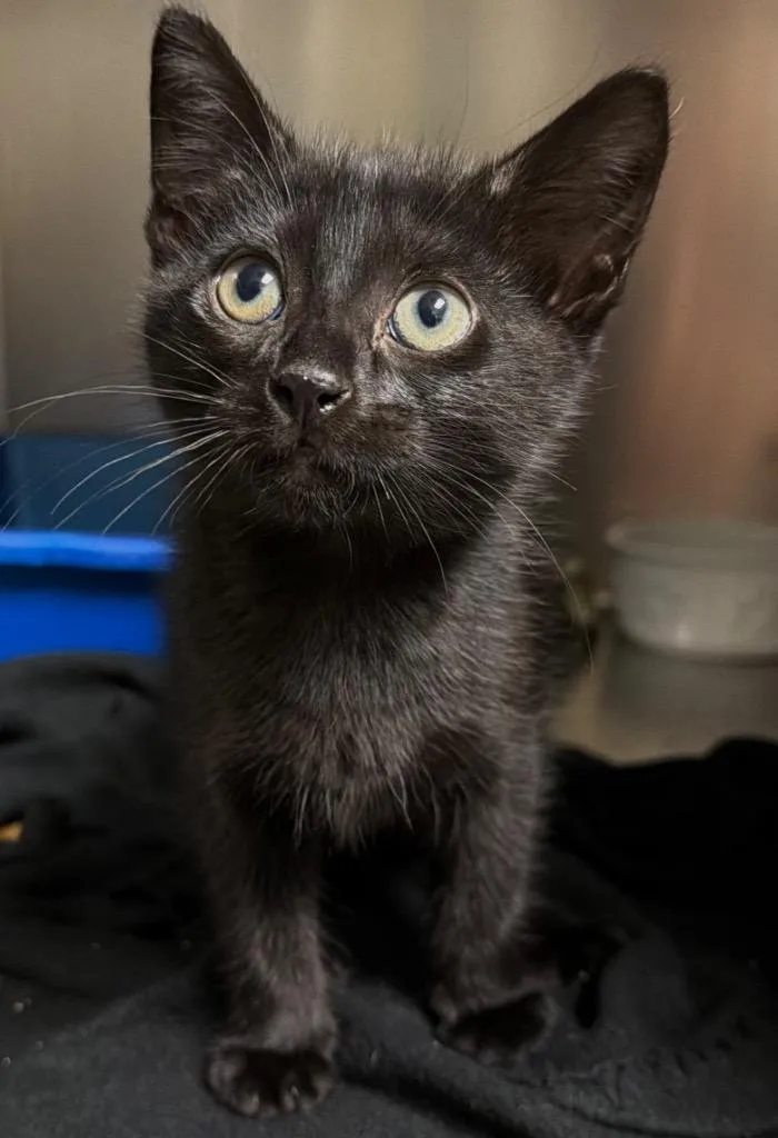 A baby small-sized female Domestic Short Hair cat named Rune for adoption in Ocala, FL