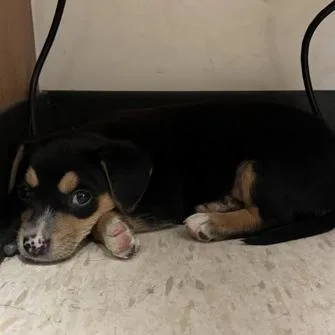 A baby small-sized male Black Chihuahua dog named Jeremy for adoption in Houston, TX