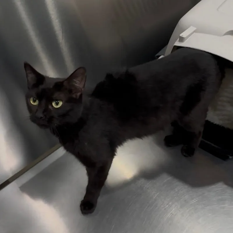 A young medium-sized female Black Bombay cat named Mocha for adoption in Gastonia, NC