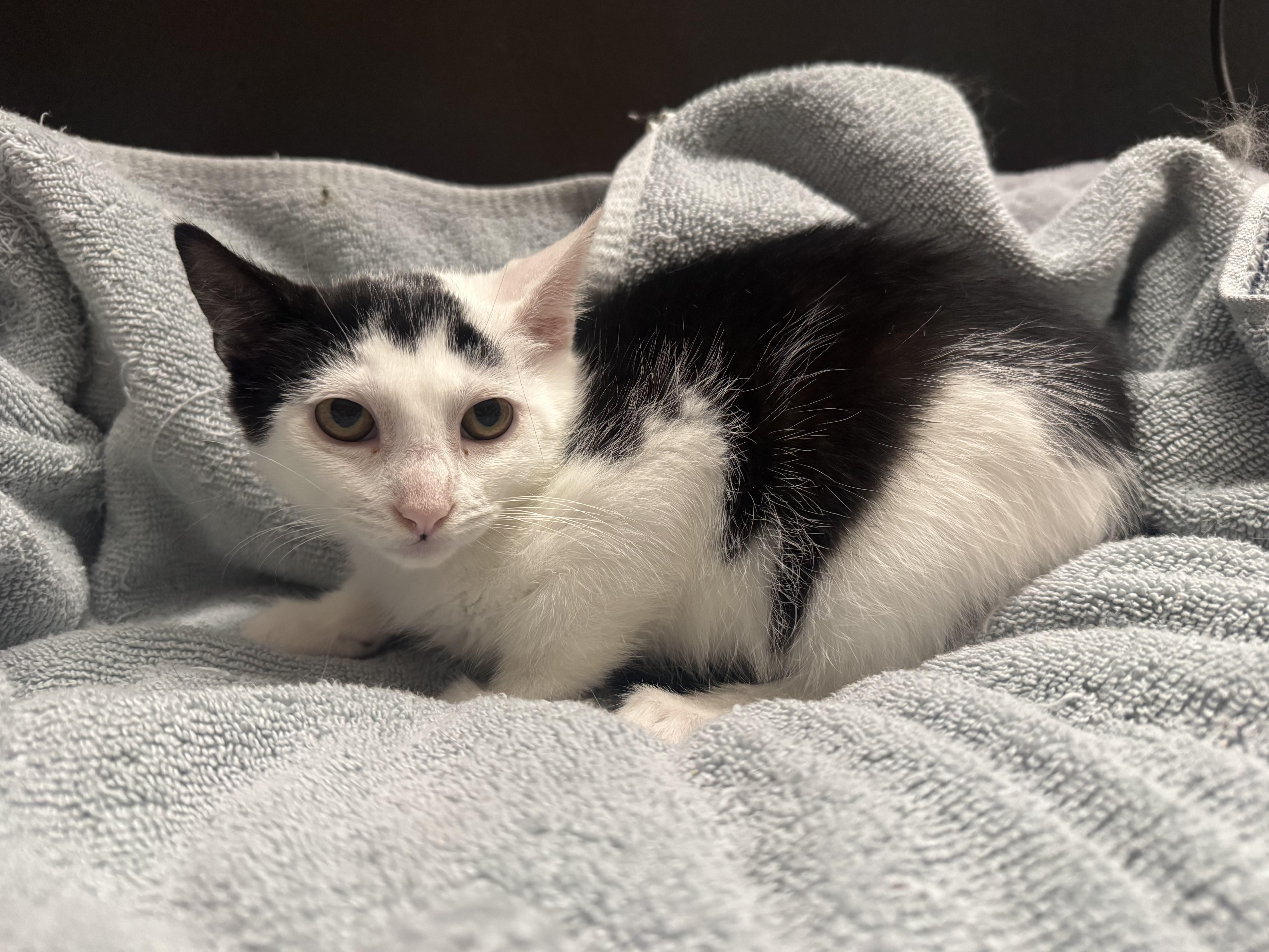 A baby medium-sized male Black & White / Tuxedo Domestic Short Hair cat named Moonclaw for adoption in Hamilton, NJ