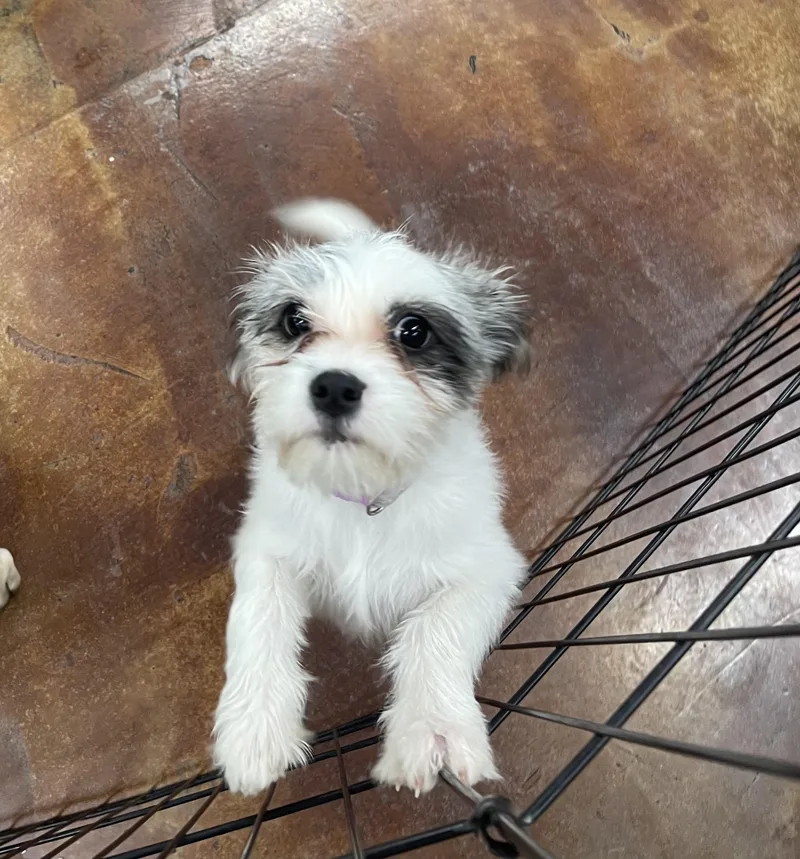 A baby small-sized female Maltese dog named Avery for adoption in Chandler, AZ
